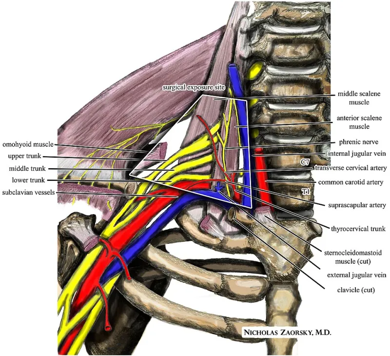 Rethinking the Fused Spine: How Regenerative Medicine Is Giving Canadian Chronic Pain Patients a Life Beyond Surgery